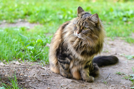 Beautiful cute fluffy brown cat sitting on the garden path in summerの写真素材