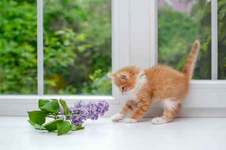 Cute little fluffy red kitten with a branch of lilacの写真素材