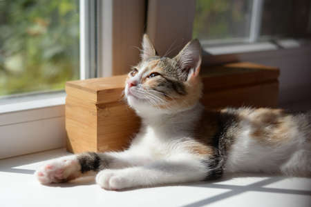 A tricolor little cat is lying on the windowsill in the sunlightの写真素材