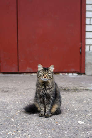 Adult cute fluffy gray cat sitting on the sidewalk in the yardの写真素材