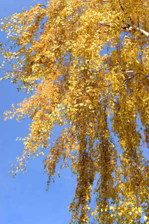 Bright yellow autumn foliage on a birch tree against a blue sky backgroundの写真素材