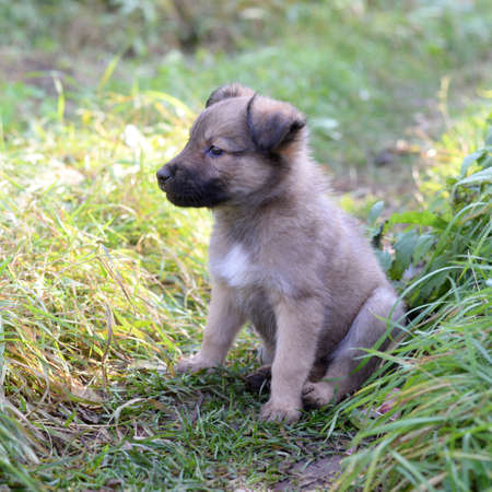 Funny little cute puppy sitting on the grass in the gardenの写真素材
