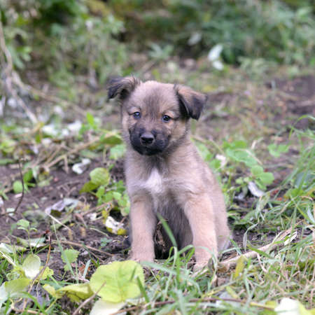 Funny little cute puppy sitting on the grass in the gardenの写真素材