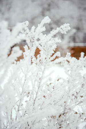 White patterned snow-covered branches of bushes in the winter parkの写真素材