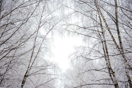 Snow-covered tree branches in the winter park closeupの写真素材