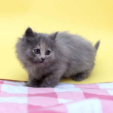 Cute funny beautiful fluffy gray kitten ft homeの写真素材
