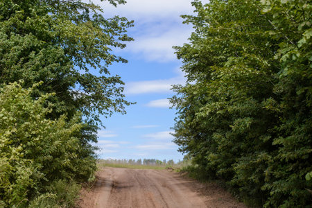 Summer view of a rural dirt road on a sunny dayの写真素材