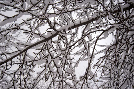 Tree branches in the snow in a winter garden, closeupの写真素材