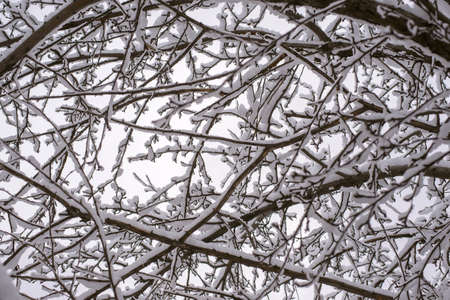 Tree branches in the snow in a winter garden, closeupの写真素材