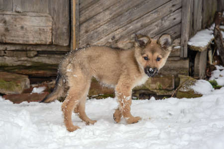 Cute funny puppy, young dog in the winter yard in the snowの写真素材
