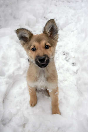 Cute funny puppy, young dog in the winter yard in the snowの写真素材