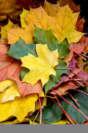 Bright multicolored maple autumn leaves lie in a pile closeup