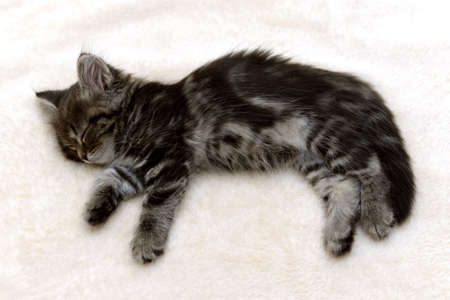 Cute little fluffy gray kitten sleeping on a white blanketの写真素材