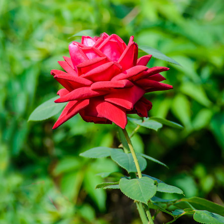 One big red rose in the garden close-up on a blurry green background