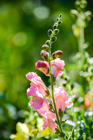 Stem with pink snapdragon flowers close-up