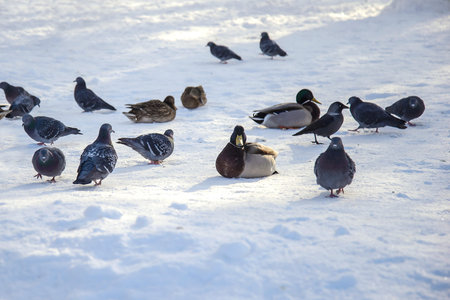 A flock of ducks and pigeons in a winter park in the snow