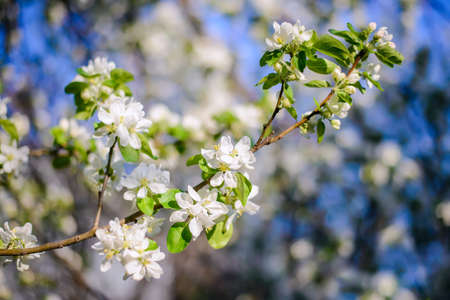 A white flowering branch of an apple tree on a blurry blue sky background on a sunny spring dayの写真素材