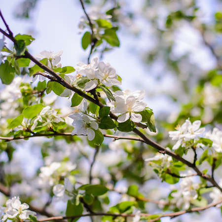 A white flowering branch of an apple tree on a blurry blue sky background on a sunny spring dayの写真素材