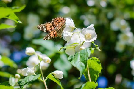 Brown chocolate butterfly on a flowering jasmine bush with white flowers on a sunny dayの写真素材