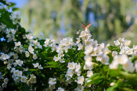 Brown chocolate butterfly on a flowering jasmine bush with white flowers on a sunny dayの写真素材