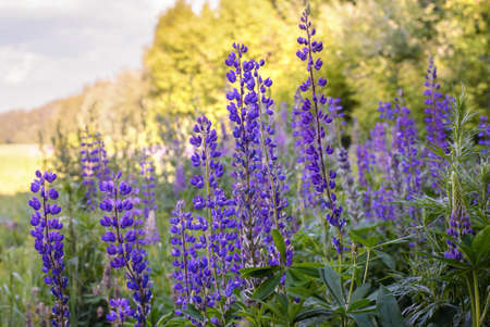 A group of blooming purple lupines in a field in summerの写真素材