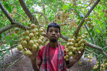 Farmer harvesting Lotkan from the garden at Belabo. Narsingdi, Bangladesh.のeditorial素材