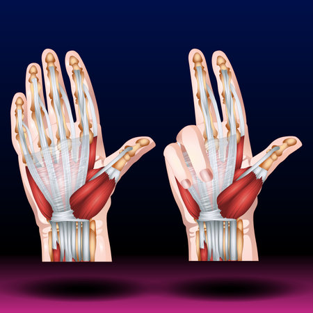Human hands with joint pain. Vector illustration of human body anatomy.の写真素材