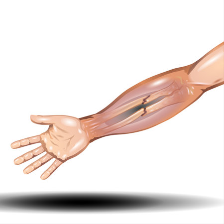 Human arm. Part of human body. Vector illustration for your designの写真素材