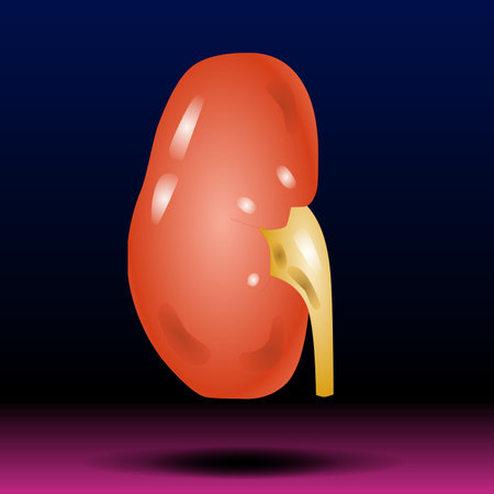 Human kidney. Realistic vector illustration. Isolated on dark background.の写真素材