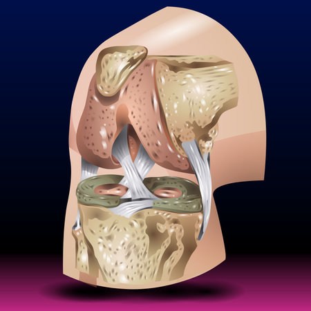Vector illustration of human thyroid gland anatomy. Human thyroid gland anatomy.の写真素材