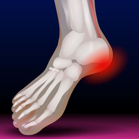 Illustration of human foot bones with highlighted ankle joint on dark backgroundの写真素材