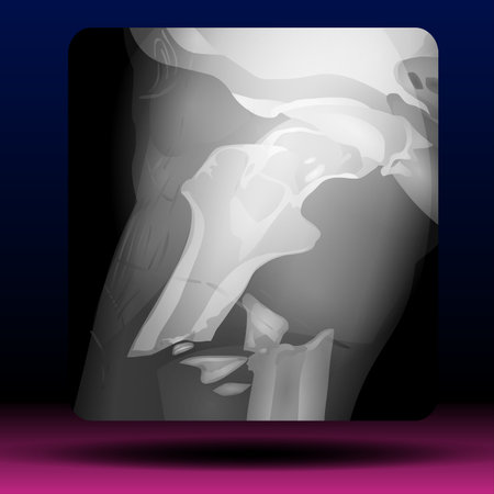 X-ray of the human knee. Medical background. Vector illustration.の写真素材