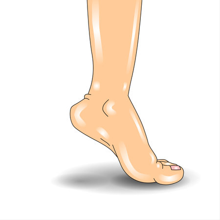 Female legs on the white background. Vector illustration. Eps 10.の写真素材