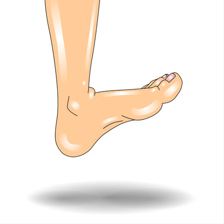 Foot on white background with shadow. Vector illustration. Eps 10.の写真素材