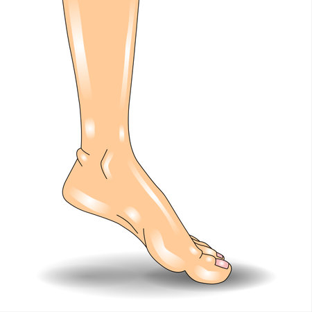Illustration of a female foot on a white background with a shadowの写真素材