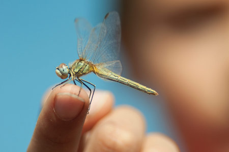 a dragonfly resting  standing on a child's hand  on an hand of a child.