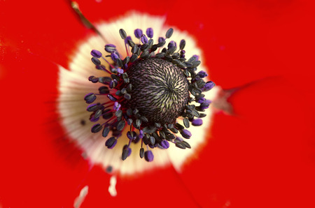 super detailed close-up inside of Anemone coronaria anther, filament, stigma, ovaryの写真素材