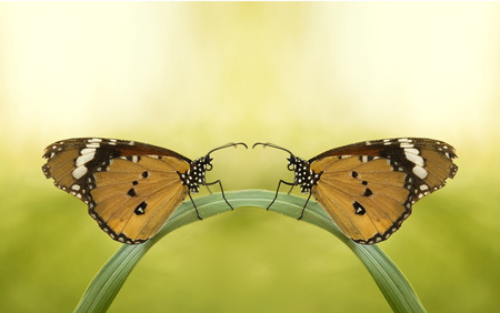 a love story of 2  couple  double  pair  butterfly looking at each other  on a green curved leafの写真素材