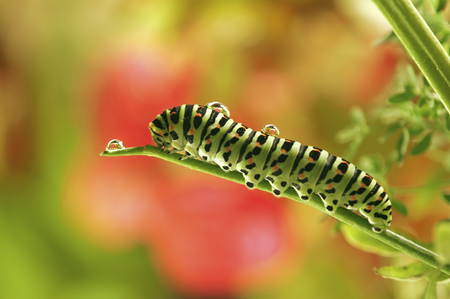wet burdened a superb detailed macro shot of a green Caterpillar of Papilio  swallowtail  butterfly standing  climbing on a branch twig  tendril with a dew  drop on his back.の写真素材