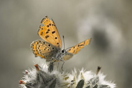 orange butterfly spread wings above snow white plantの写真素材