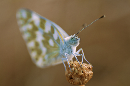 green and dry a white green stripped butterfly  Euchloe belemiaの写真素材