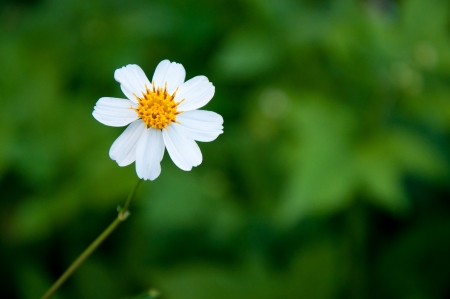 White flowerの写真素材