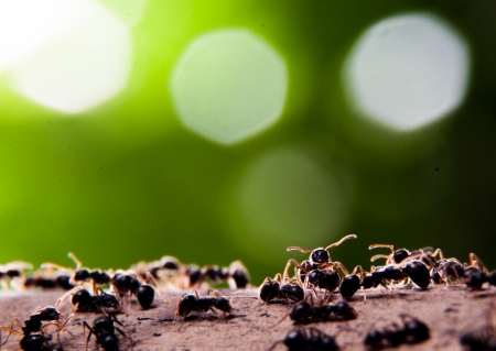 Group of ant green Background and Bokeh lightの写真素材