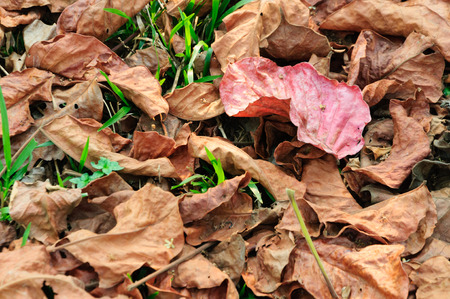 dried leaves backgroundの写真素材