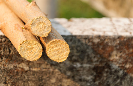 piled tree trunks