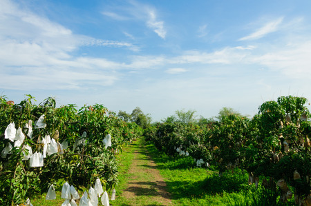 Mango garden with blue skyの写真素材