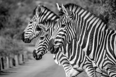 Three Zebra giving me a portrait photo in Kruger national parkの写真素材
