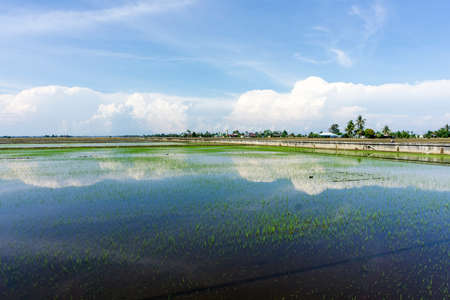 Reflection paddy field during daytimeの写真素材