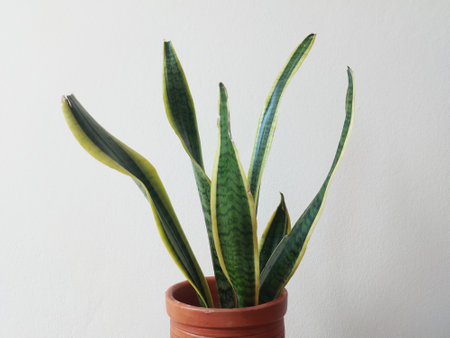 Snake Plant In a Pot at Homeの写真素材
