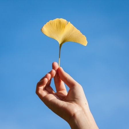 Ginkgo leavesの写真素材